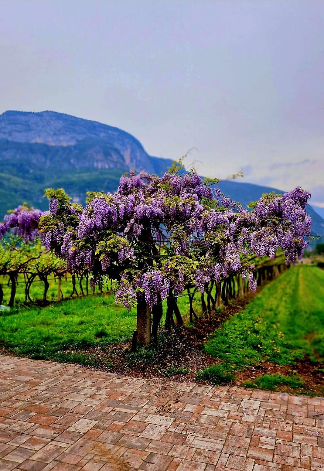 Antico Fienile Agritur Villa เมซโซโคโรนา ภายนอก รูปภาพ